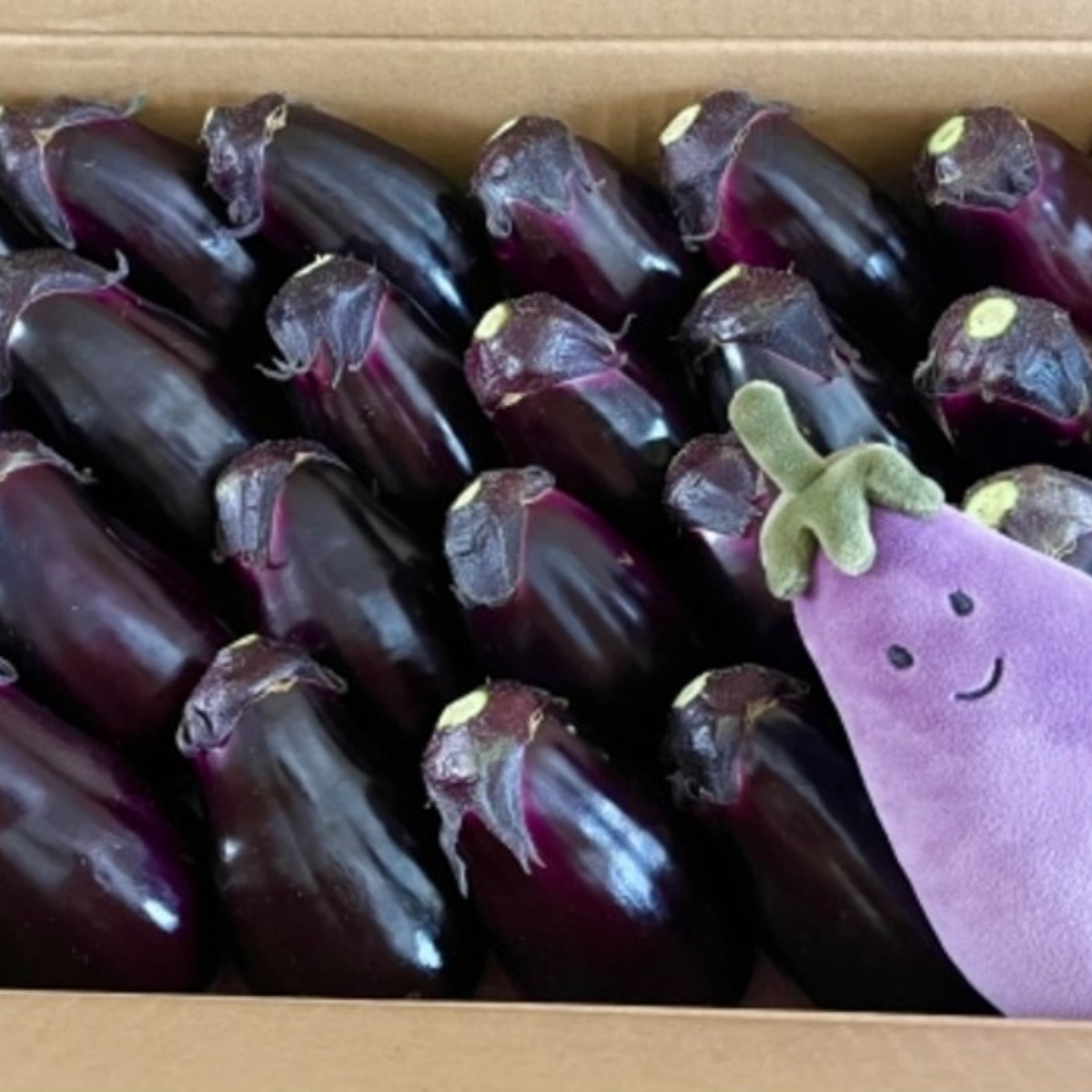 [산지직배송] 오늘 수확한 국내산가지, 혈당 조절 간해독 장건강에 좋아요 항산화성분 가득, 다이어트 음식 13,900원