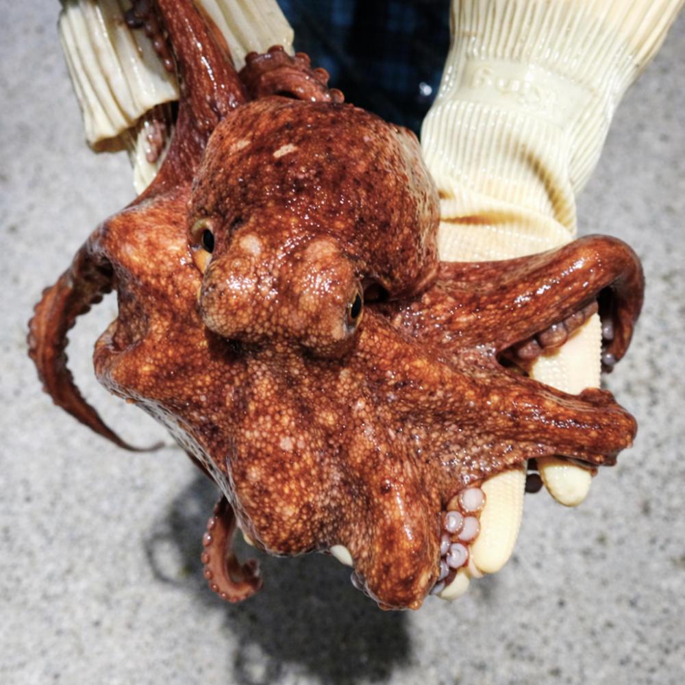 나의건강한하루 산지직송 자연산 통영 활 돌문어 (kg당 1~4미), 1박스, 3kg 84,900원