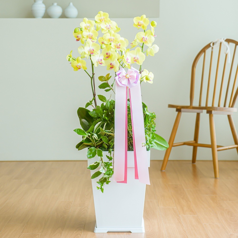 나눔플라워 전국 저가 서양란 취임 진급 승진 개업 승진란 개업란 진급란 축하 꽃배달서비스 당일꽃배달, 1개 90,000원