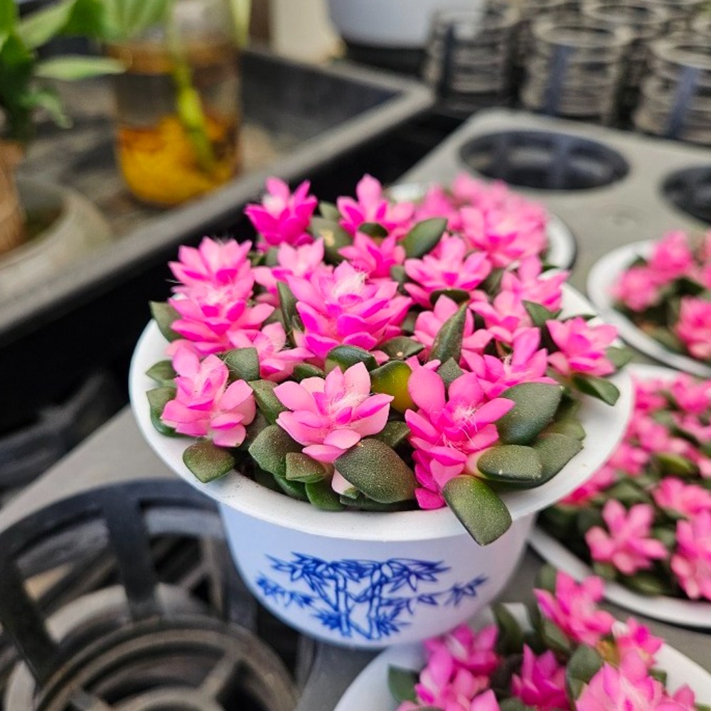 다육식물추천 다육이 취설홍키우기 35,000원