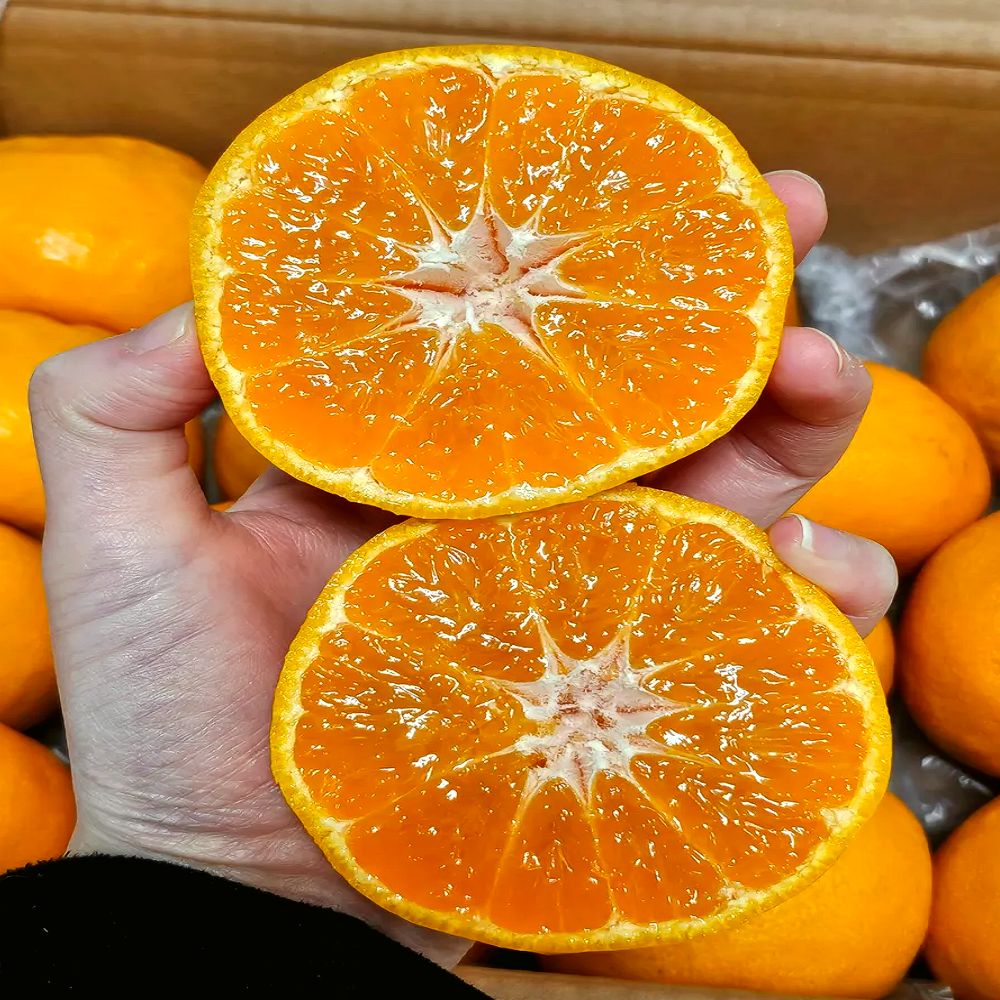 [농장직송] 제주 재구매율 1위 초고도당 신품 감귤 윈터프린스 귤, 1박스, 5kg 63,000원