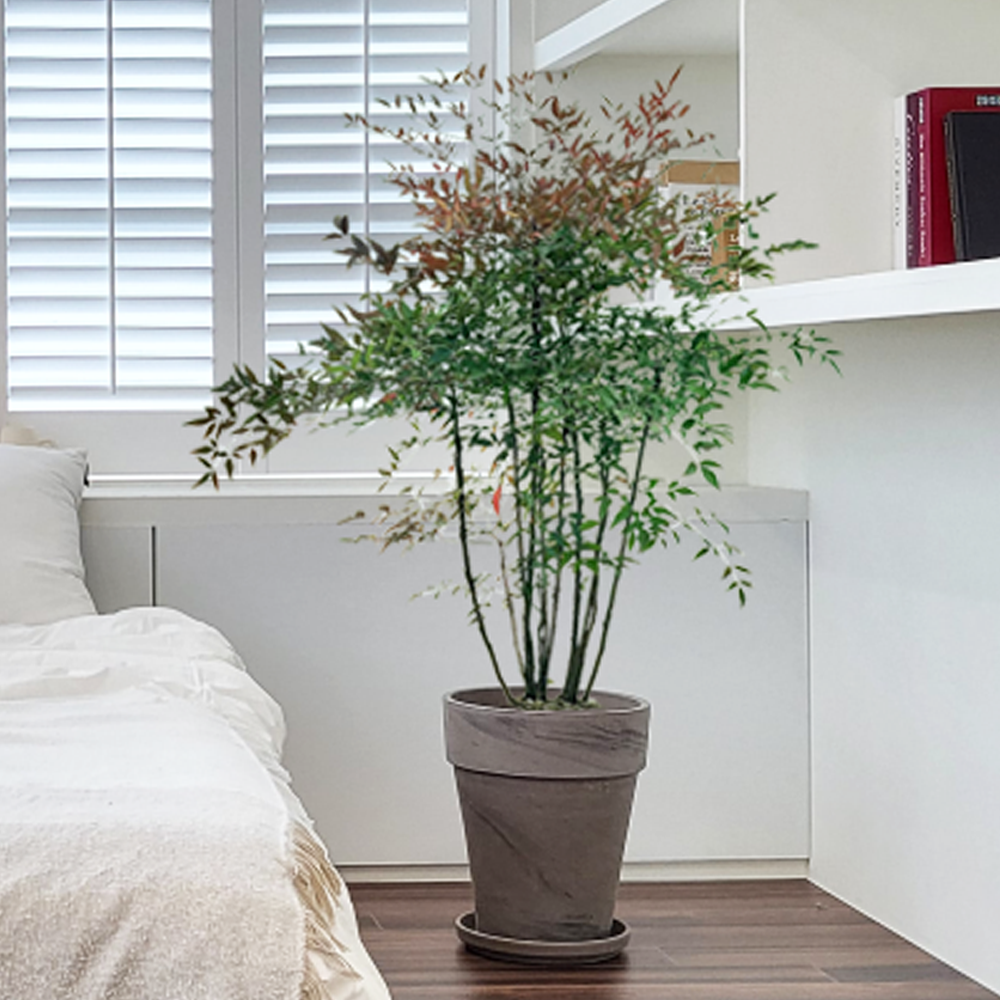 농원청년 바솔트토분 인테리어식물 거실화분 실내화초 개업식화분 개업화분 공기정화식물 승진화분 영전화분 사무실 카페 매장 공간 인테리어화분 스투키 쉐프렐라 홍콩야자 극락조 164,000원