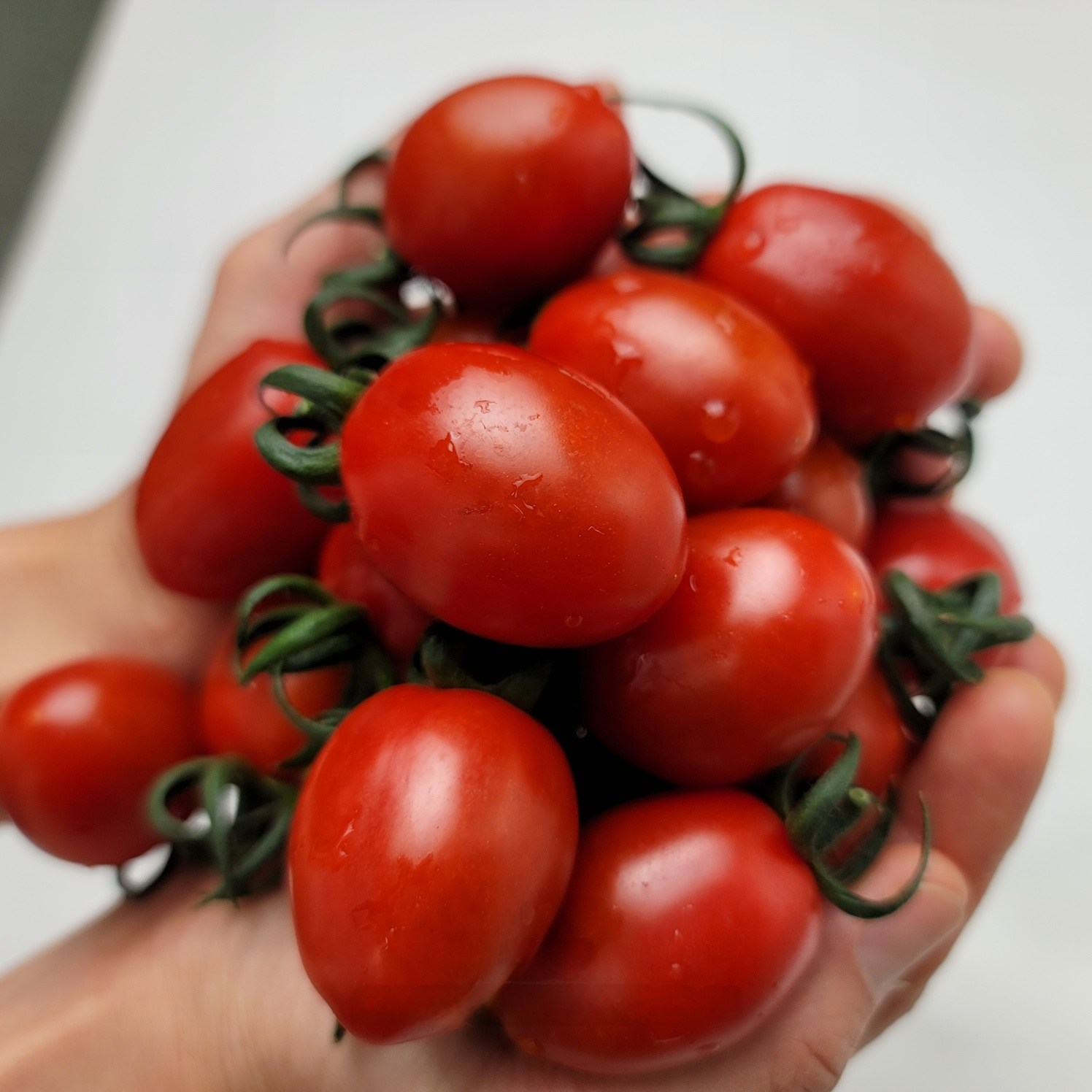 [탱글탱글] 아삭한 식감 고당도 대추방울토마토 산지직송 신선보장, 1박스, 2kg 16,500원