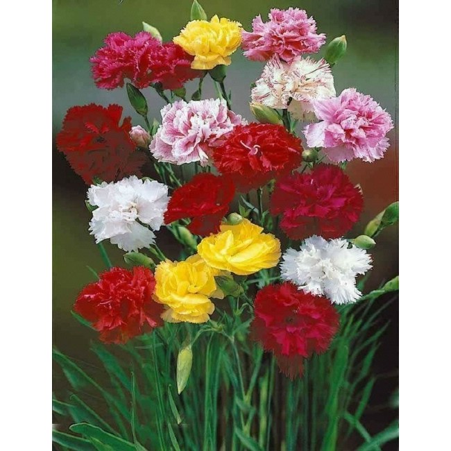 [모야모 꽃씨] 향기카네이션  씨앗 2,850원
