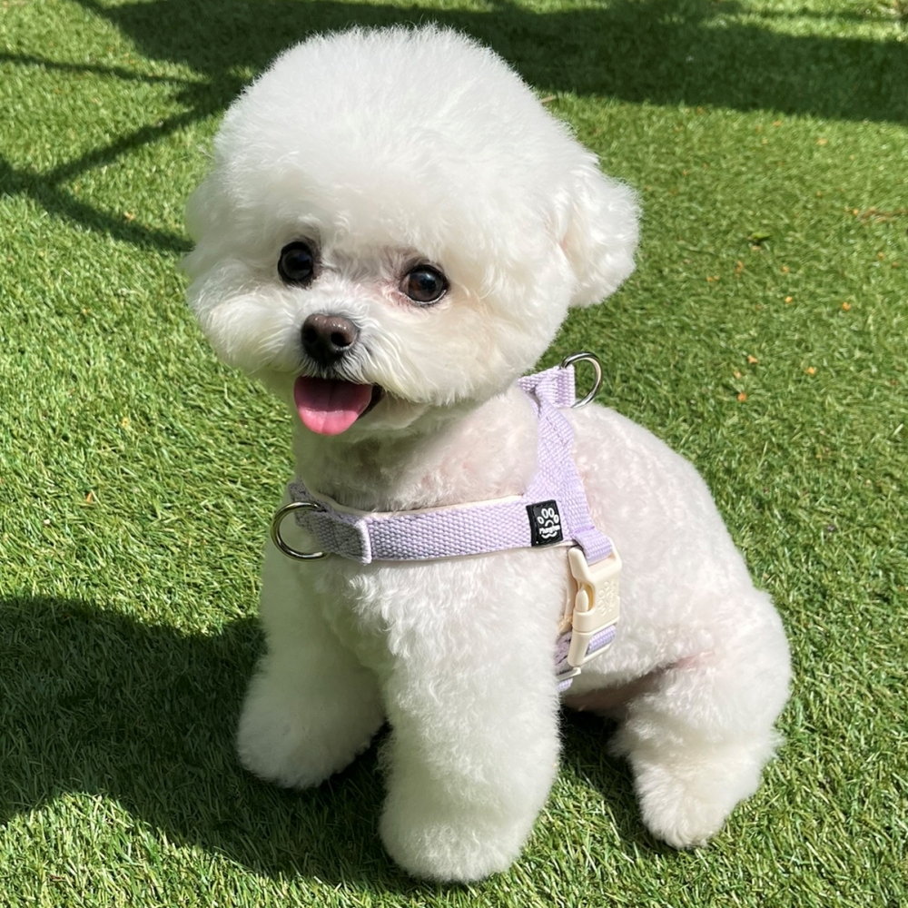 멍템 강아지 앞섬방지 팔레트 하네스 17,600원