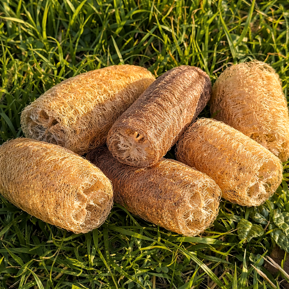 태평농원 국산 유기농 천연수세미 컷팅, 1개, 6개입 8,500원