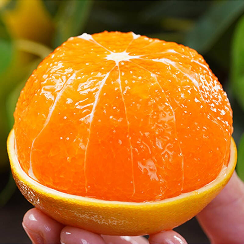 [50박스한정특가] 시즌마지막물량 산지직송 제주 천혜향, 1박스, 10kg 55,900원