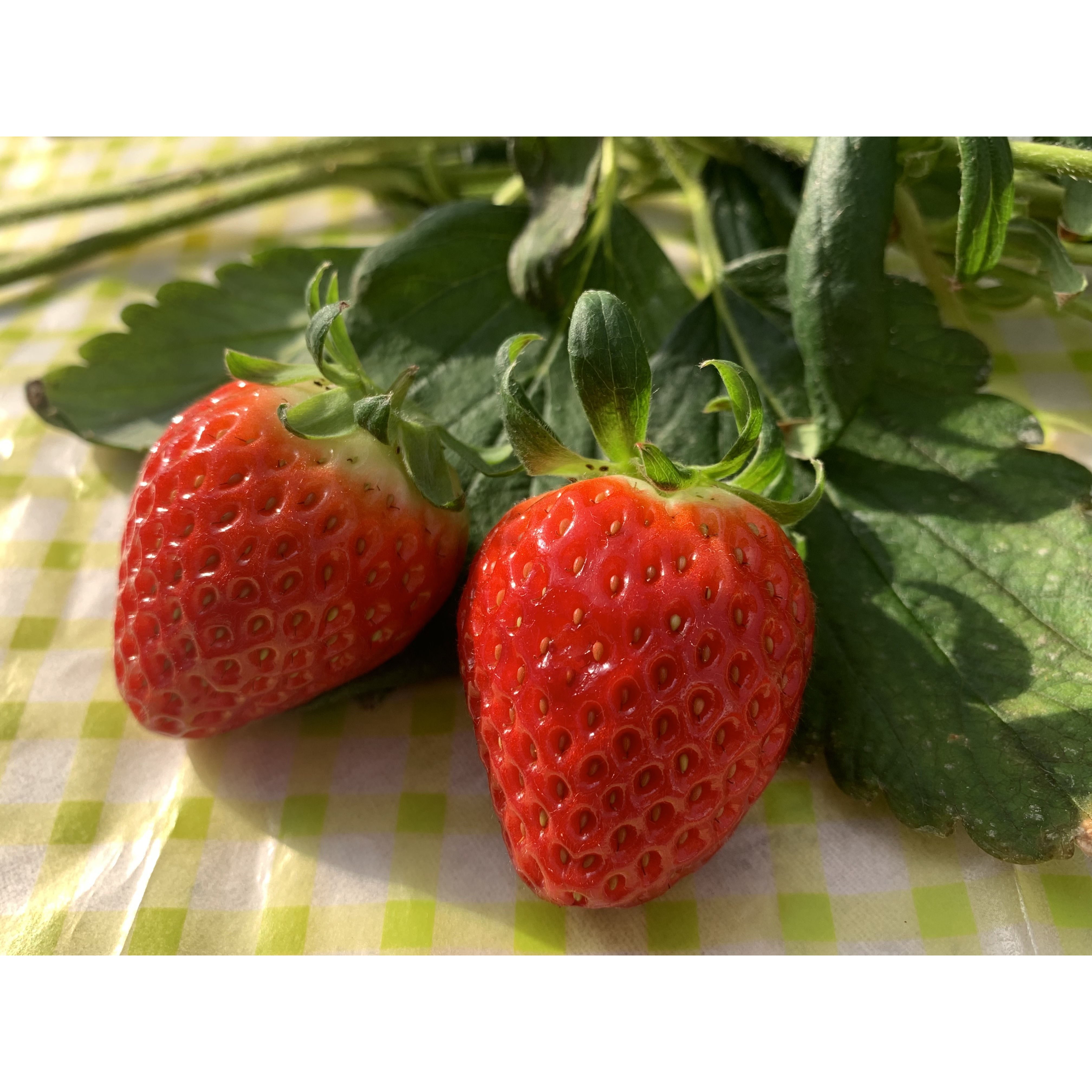 달콩네 최상급 산지직송 설향딸기 27,200원