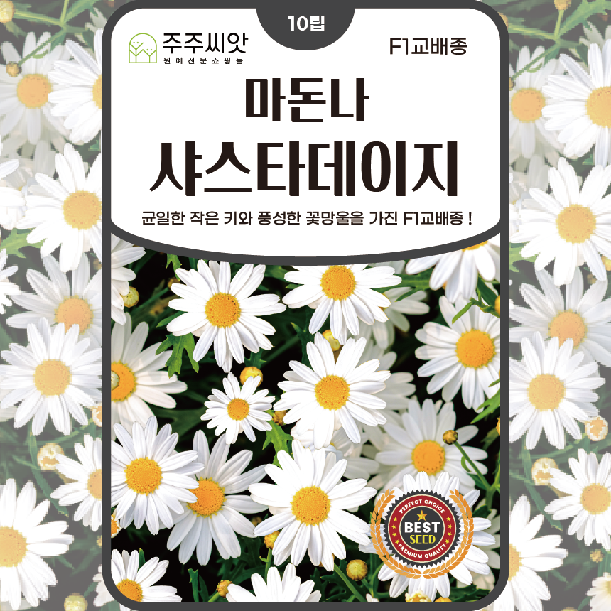 [주주씨앗] F1교배종 샤스타데이지 마돈나 씨앗 10립 봄 가을 파종 키작은 꽃씨, 1개 3,000원