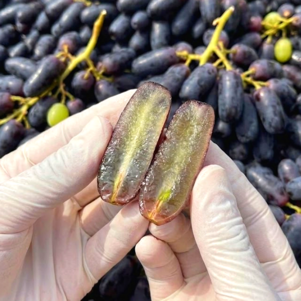 [하루초특가] 루비포도 초고당도 아삭달콤 껍질째 블랙사파이어 19,900원