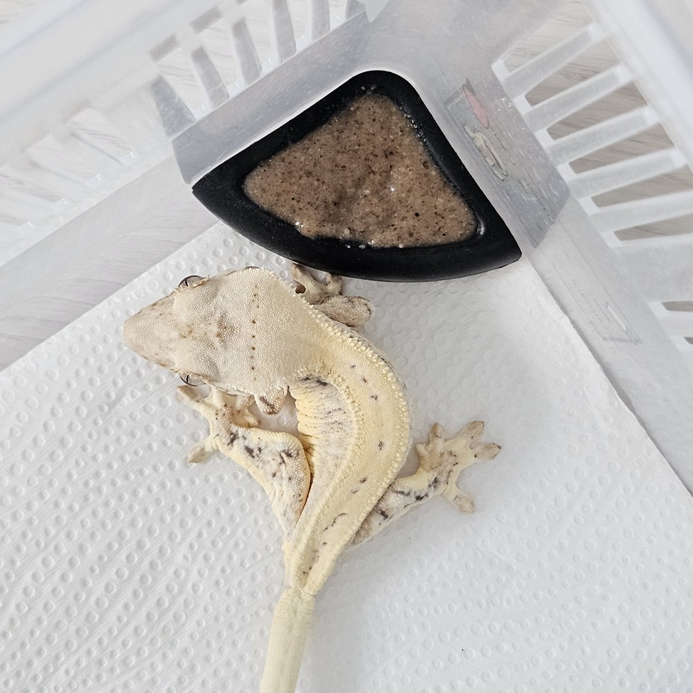 JIF 크레스티드 게코 플라스톤 밥그릇, 현재가 4,620원