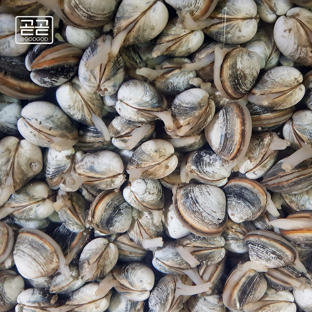 고창 동죽조개 서해안 제철 모시 물총 조개 1kg 3kg 5kg 7kg 10kg 해감완료 업소용 42,700원
