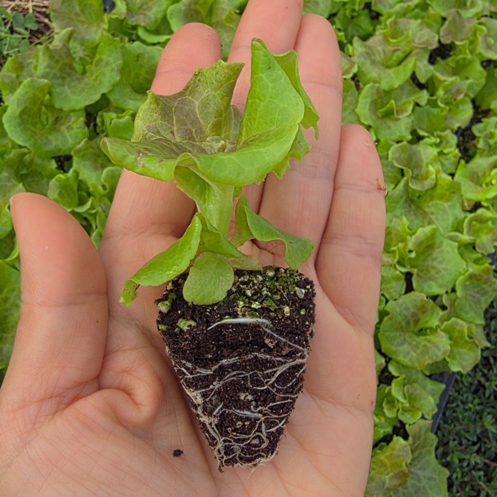 [오감] 꽃상추 모종 쌈채소 텃밭 묘종, 50개 20,000원