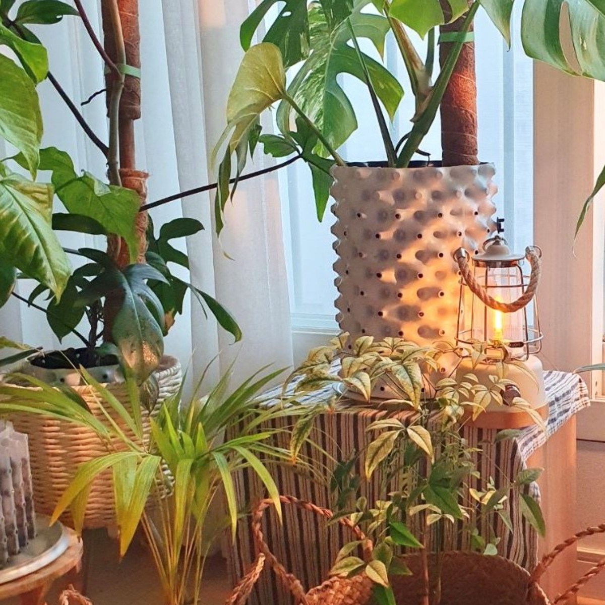 새롬원예 수태봉 코코봉 65cm 2개+가든타이 2m 1개 식물지지대 곰팡이없는 플라스틱연결형 몬스테라, 1세트 16,000원