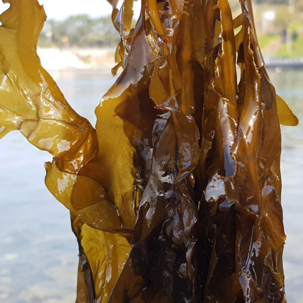 삼시세끼연구소 꼬들하고 부드러운 연화도 햇 물미역 생미역 산모용 미역 39,900원