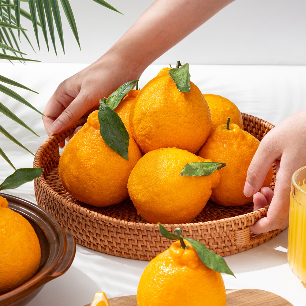 [미식한가] 새콤달콤 맛이다르다 노지 한라봉, 1박스, 5kg 15,900원