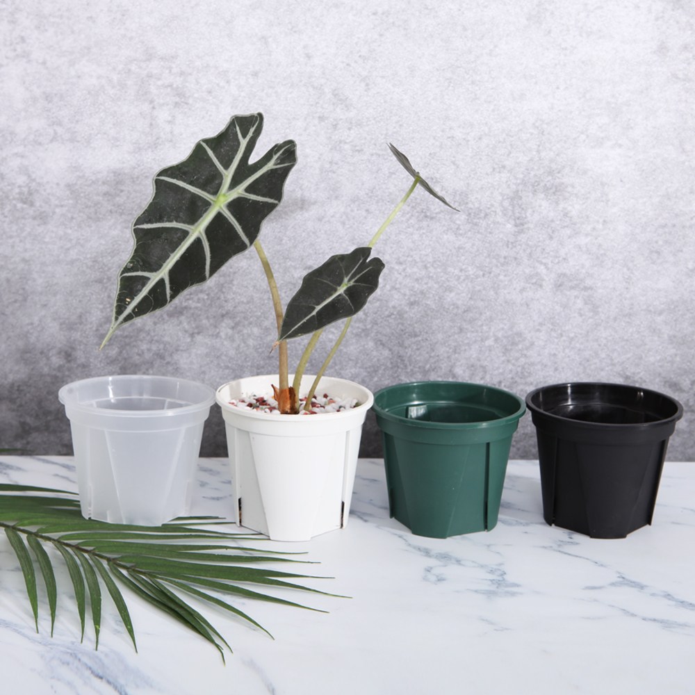 플라스틱 슬릿화분 원형 투명 슬릿분 제라늄 삽목 분갈이 4,500원