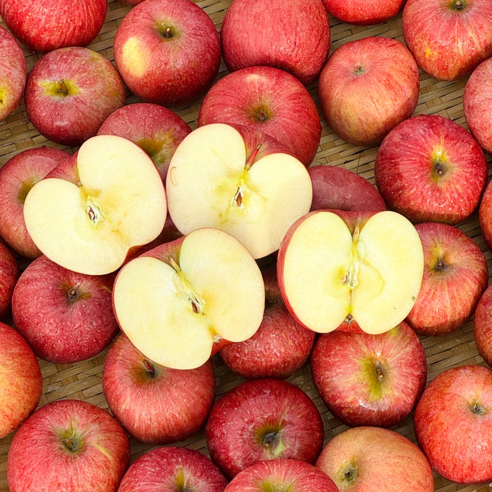 한입과득 청송사과 못난이 가정용 당일수확, 1박스, 사과 10kg (중소과) 38,400원