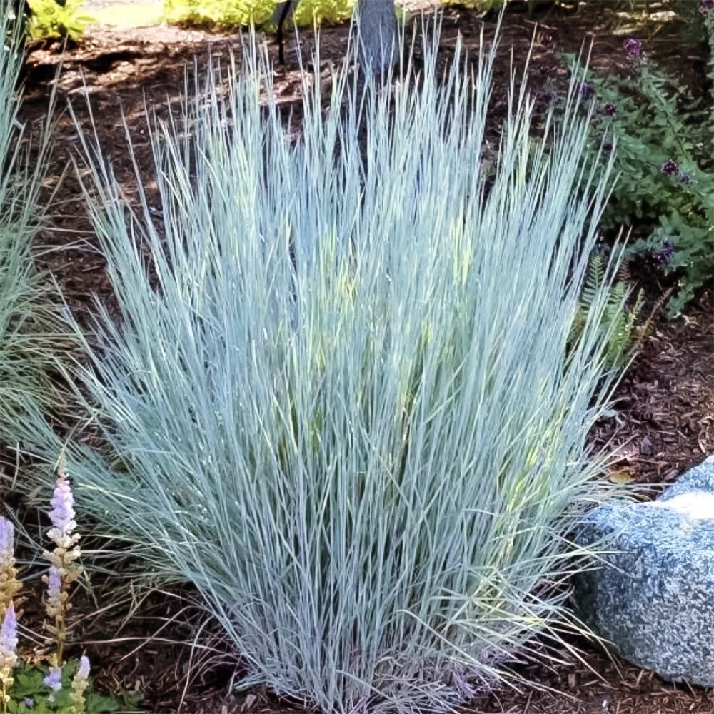 Grass 큰은사초 씨앗 소포장 대포장 선택, 겨울모습도 인상적, 1개 33,000원