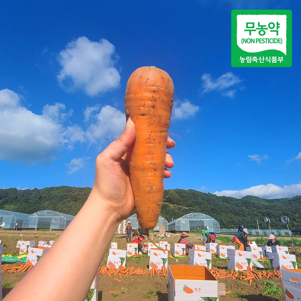 친환경 마음밭 국내산 제주 구좌 무농약 흙 당근 3kg 5kg 10kg 17,900원