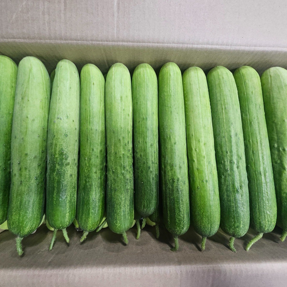 [삼형제청과] 국내생산 백다다기오이 백오이 오이지용 피클용 못난이오이, 1박스, 1kg 8,900원