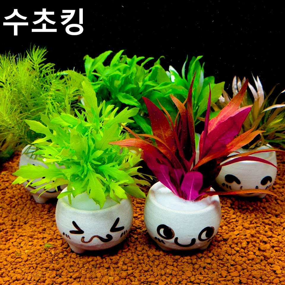 수초킹 귀여운 화분 수초 1포트 / 구피 새우 열대어 9,990원