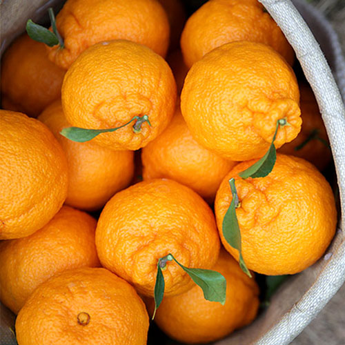 당도선별 제주 고당도 한라봉 산지직송 25,900원