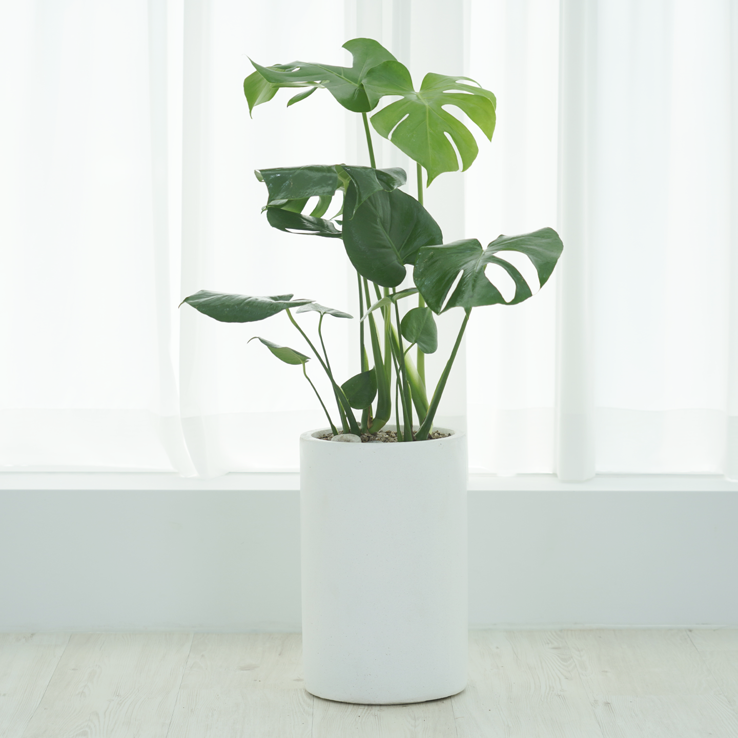 농원청년 개업화분 금전수 돈나무 축하화환 거실화분 개업식 인테리어식물 사무실이전 카페 병원 집들이 승진선물 개업 축하 화분 배달 실내화초 여인초 아레카야자 뱅갈고무나무 올리브나무 79,000원