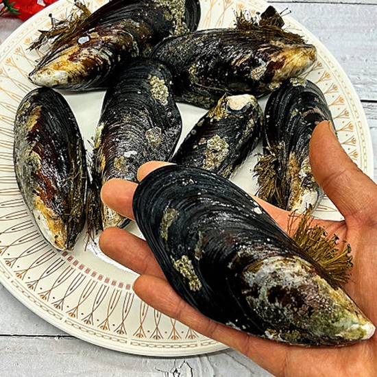 제철 자연산 특대 담치 섭 홍합 1kg 24,900원