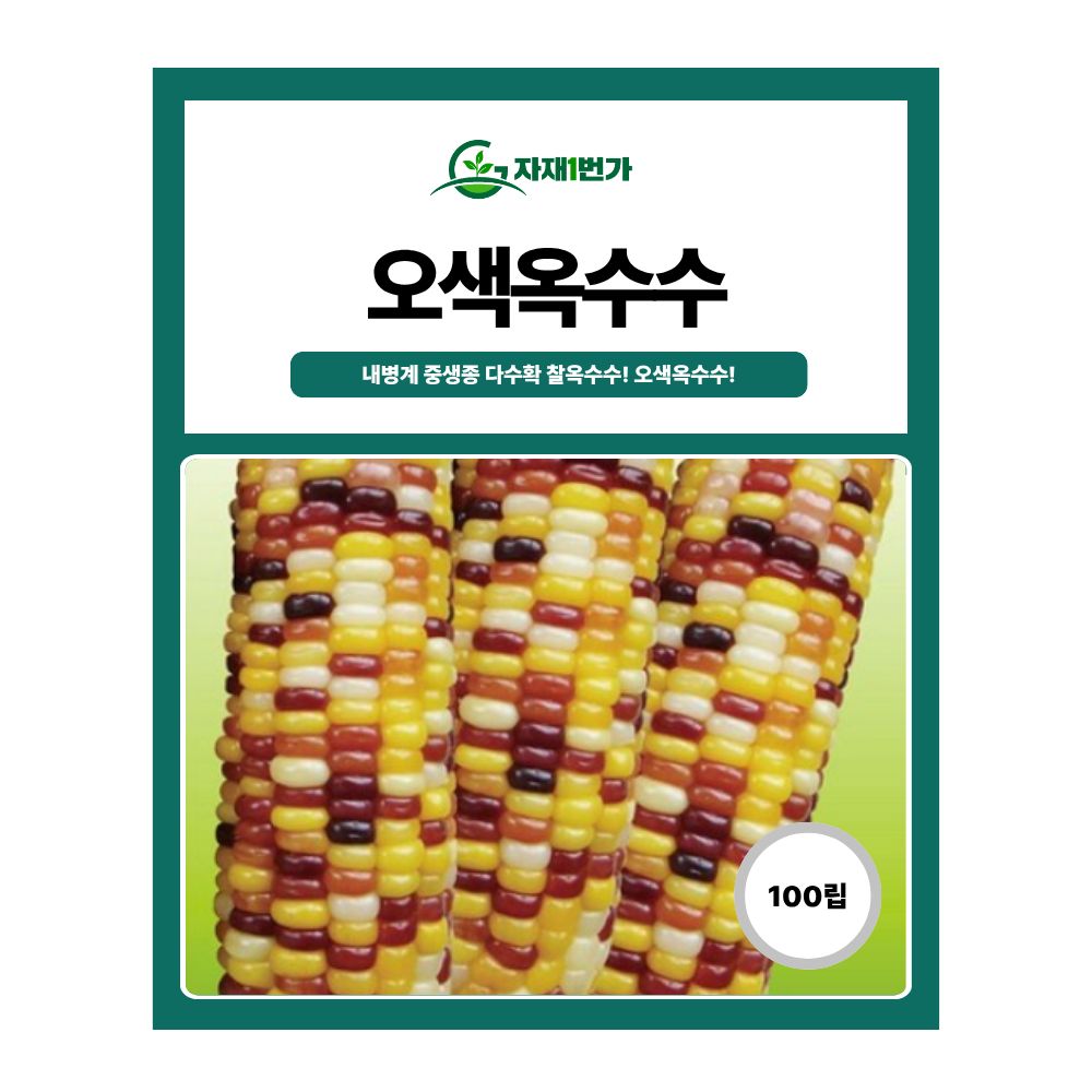 하이원 오색옥수수 씨앗 100립 다수확 찰옥수수 씨 6,590원