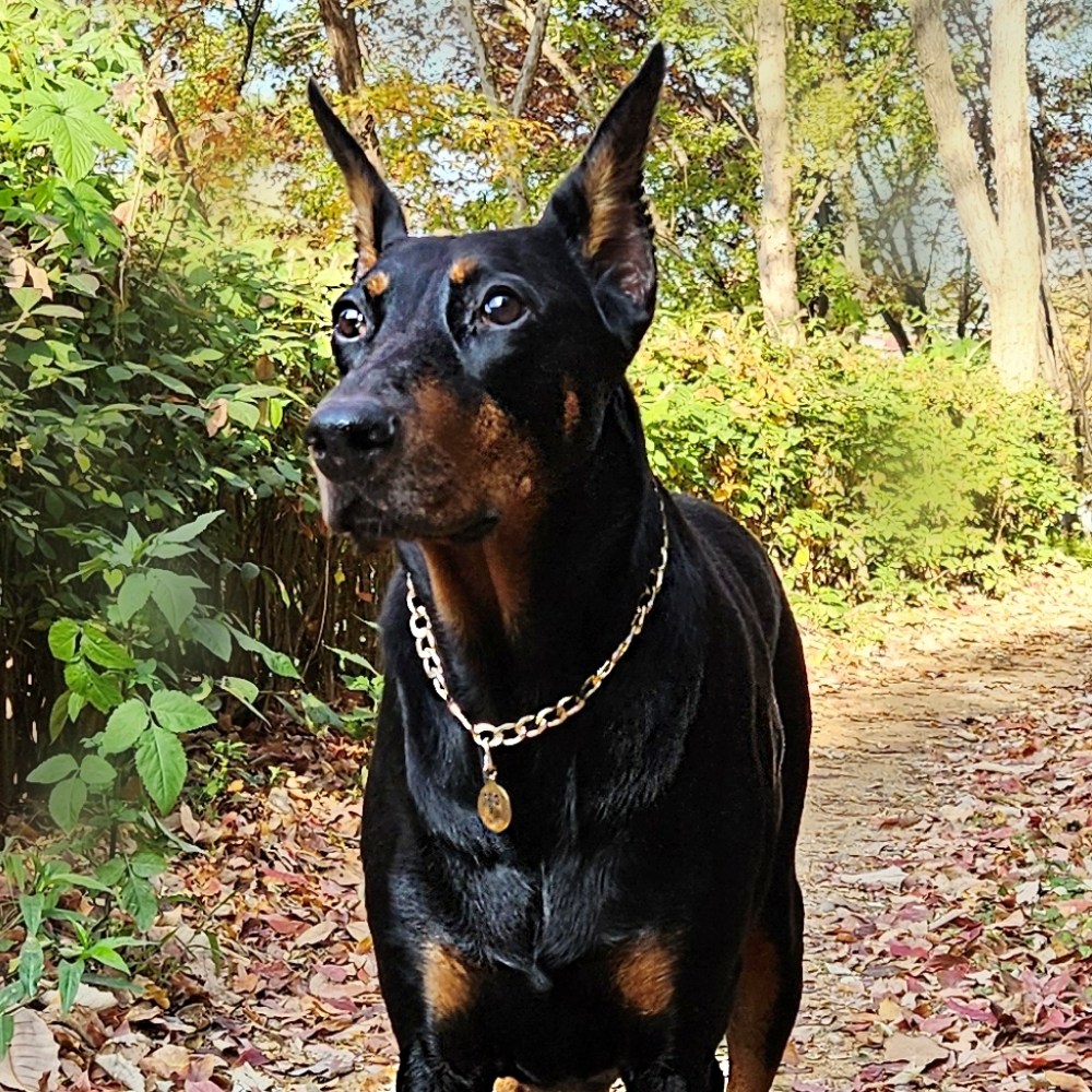 강아지목걸이 대형견목걸이 강아지금목걸이 고양이목걸이 도베르만 프렌치불독 보더콜리 목걸이 인식표 이름표 18,900원