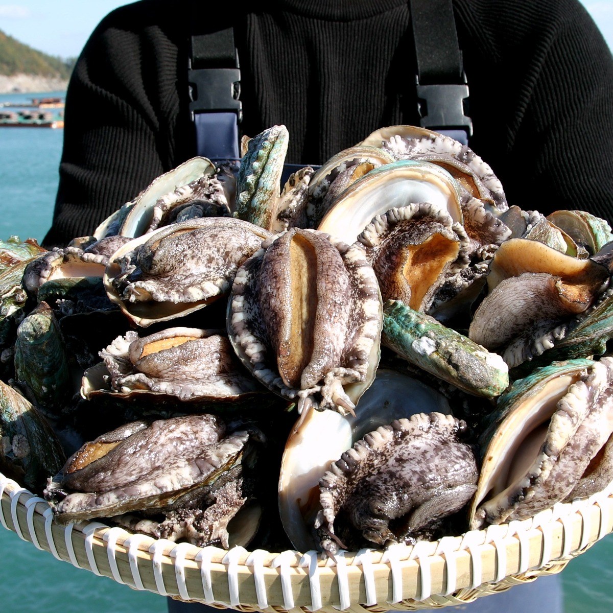 다복 청정바다를 담은 활전복, 1개, 1kg(17~20마리) 24,900원