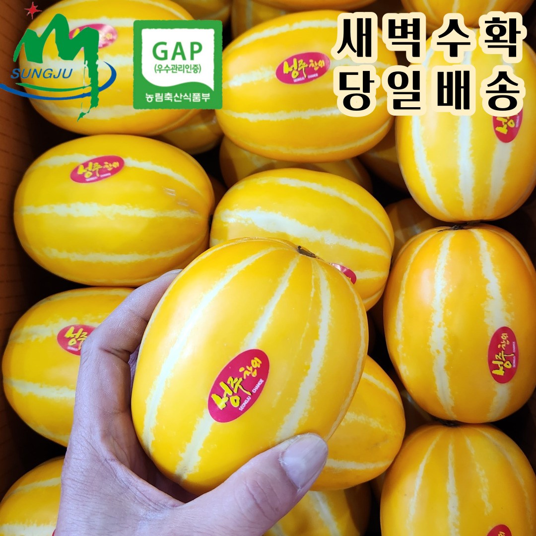참외 성주참외 꿀참외 당일수확 산지직송 당도선별 가정용 선물용 19,800원