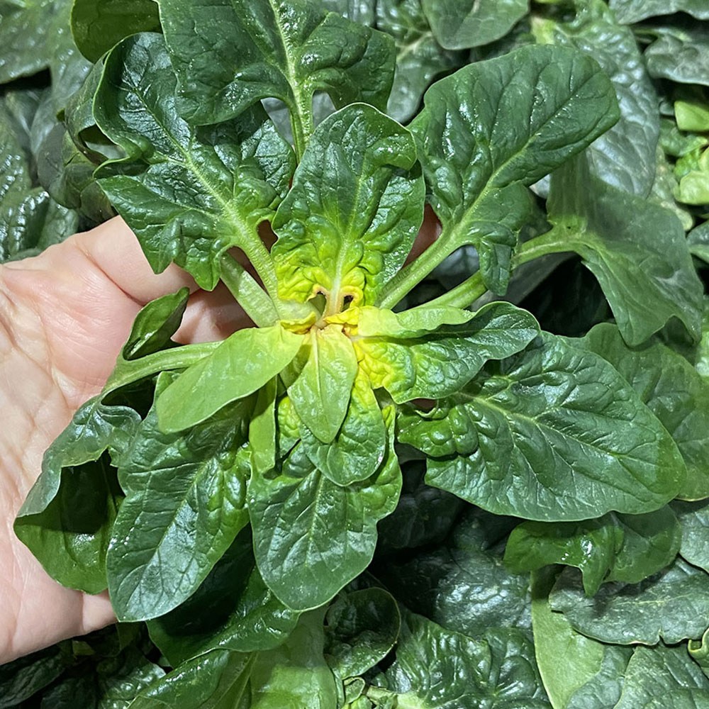 해풍맞고 자라 달큰한 신안 비금도 섬초 겨울 노지 도초 시금치, 1개, 5kg 69,900원