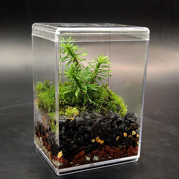 미니테라리움 키트 뱀톱 비단이끼  더숲 BOM 이끼 테라리움세트 만들기 8,000원