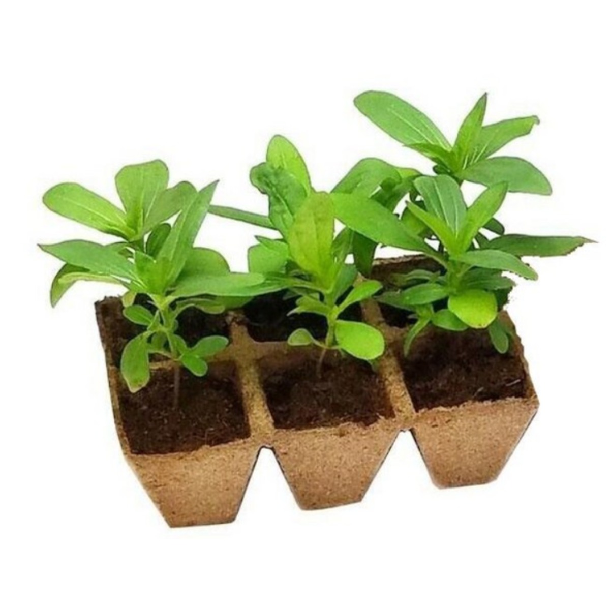 조이가든센터 Jiffy 지피 사각 연결포트 BOX 207개입, 1개 240,000원