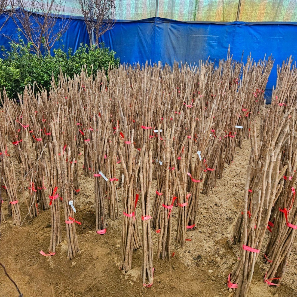 민두릅묘목 두릅나무묘목 두릅나무 참두릅 2년 특묘 80-100cm (10주 묶음) 49,000원