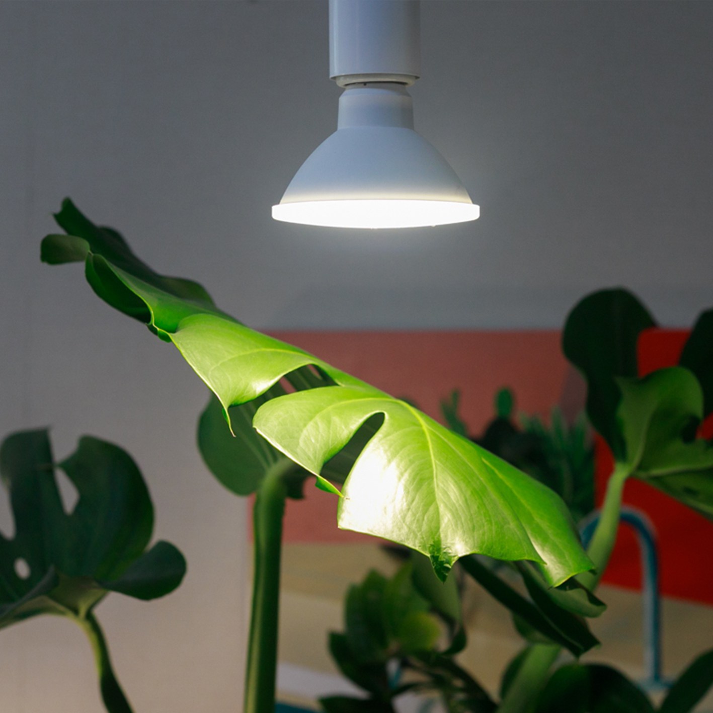 히포팜텍 식물생장LED 파30 12와트 확산형 램프 AJF12AWSC, 1개 47,900원