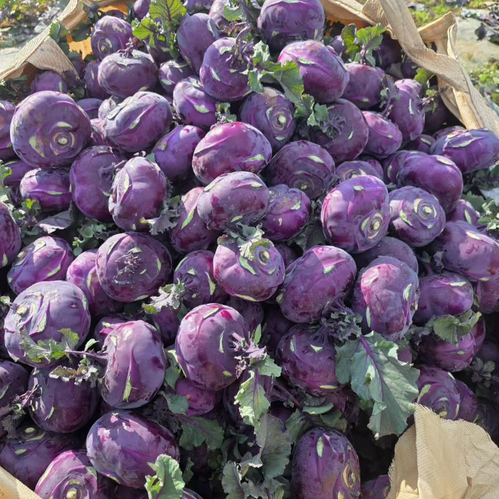 농장직송 고당도 제주 콜라비 특품, 1박스, 5kg 22,300원