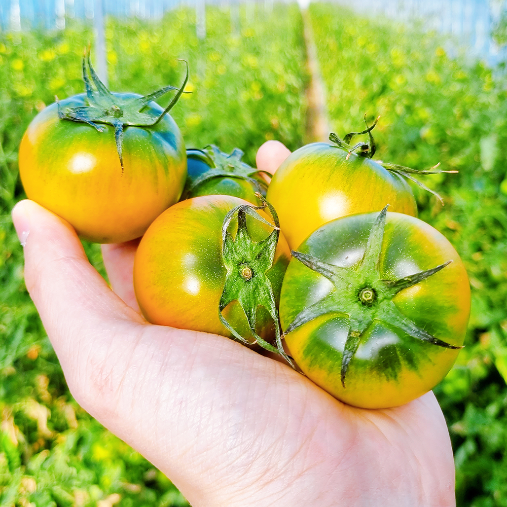 대저토마토 못난이 당일수확 산지직송 짭짤이 13,900원