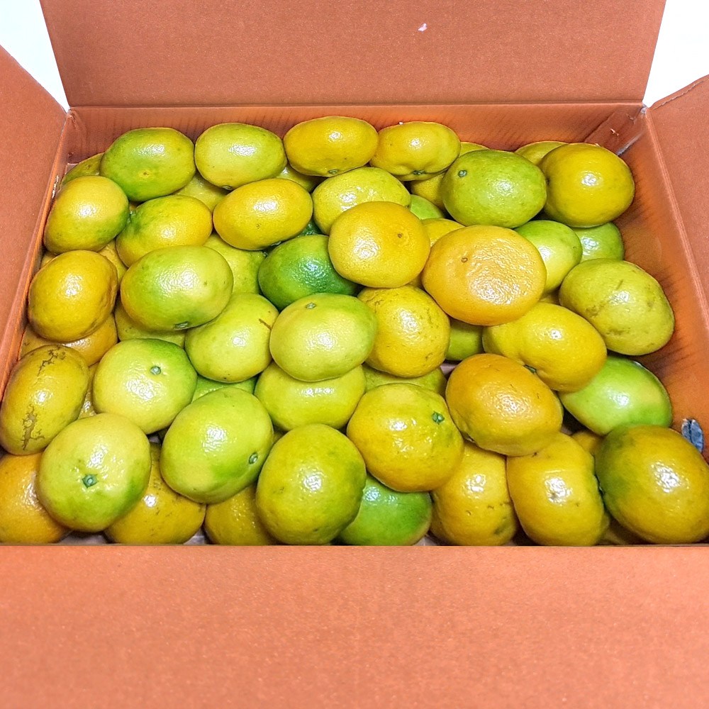 당도선별 제주 감귤, 1개, 5kg(주스용 대과 실중량 4.5kg) 28,900원