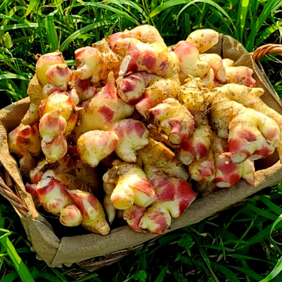 [싱싱다모아] 2025년 햇생강 10kg 봉화 안동 태안 흙 생강 80,000원