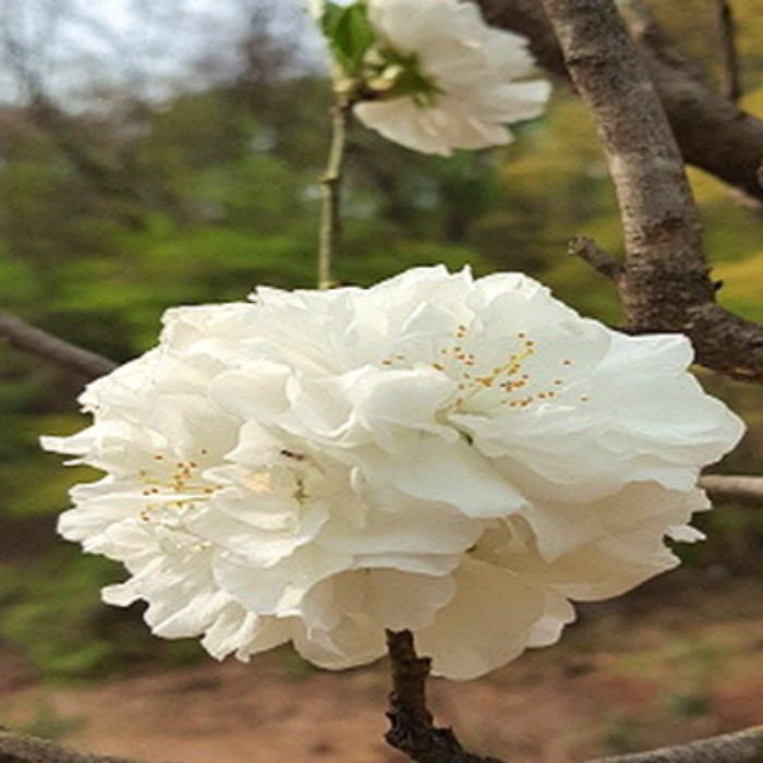 목하원예조경 매화나무 (백매화 매실나무) 개화주 R3점 내외 매실 묘목 노지월동 가능 정원 조경용 45,000원