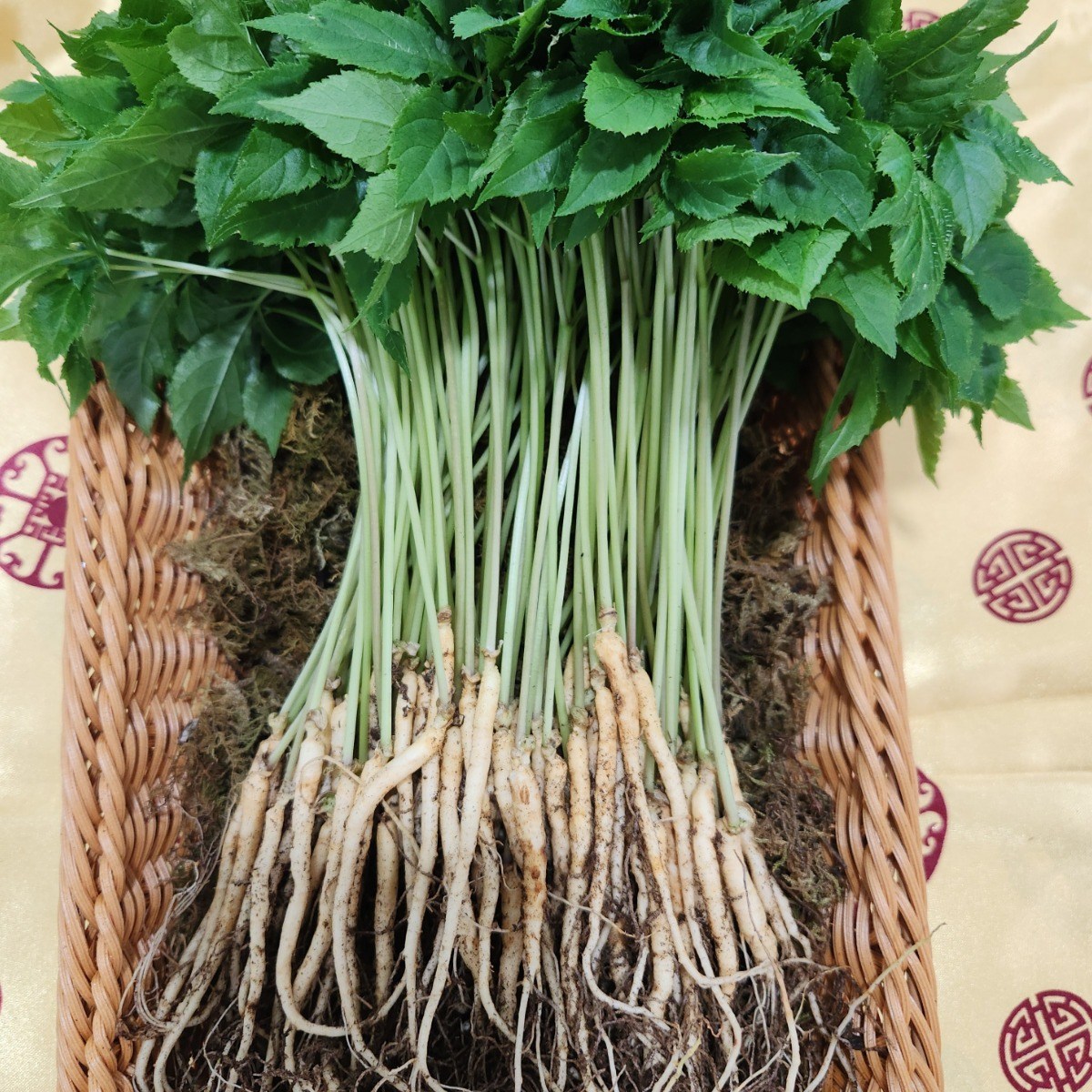 영광 다은 새싹삼 중 업소용 선물용 (20~25cm 내외) 30뿌리 깨끗한 식당용 카페용 가정용 선물용 17,900원