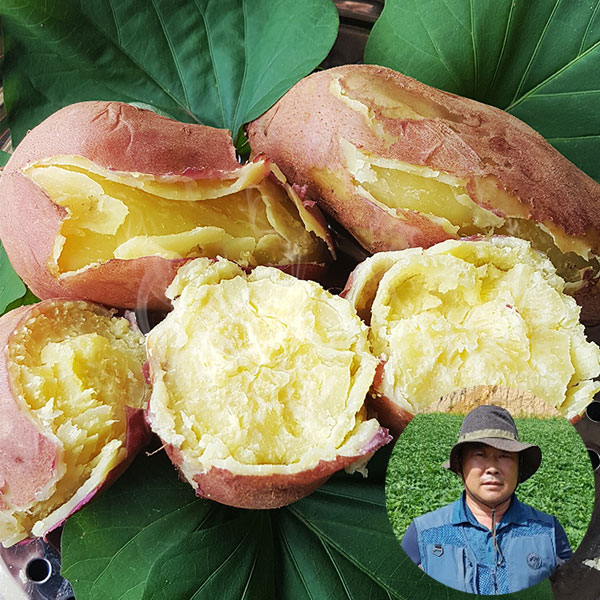 25년 해남 해풍고구마 달인 전태식 토종 밤고구마 생활의 달인 산지직송 21,900원