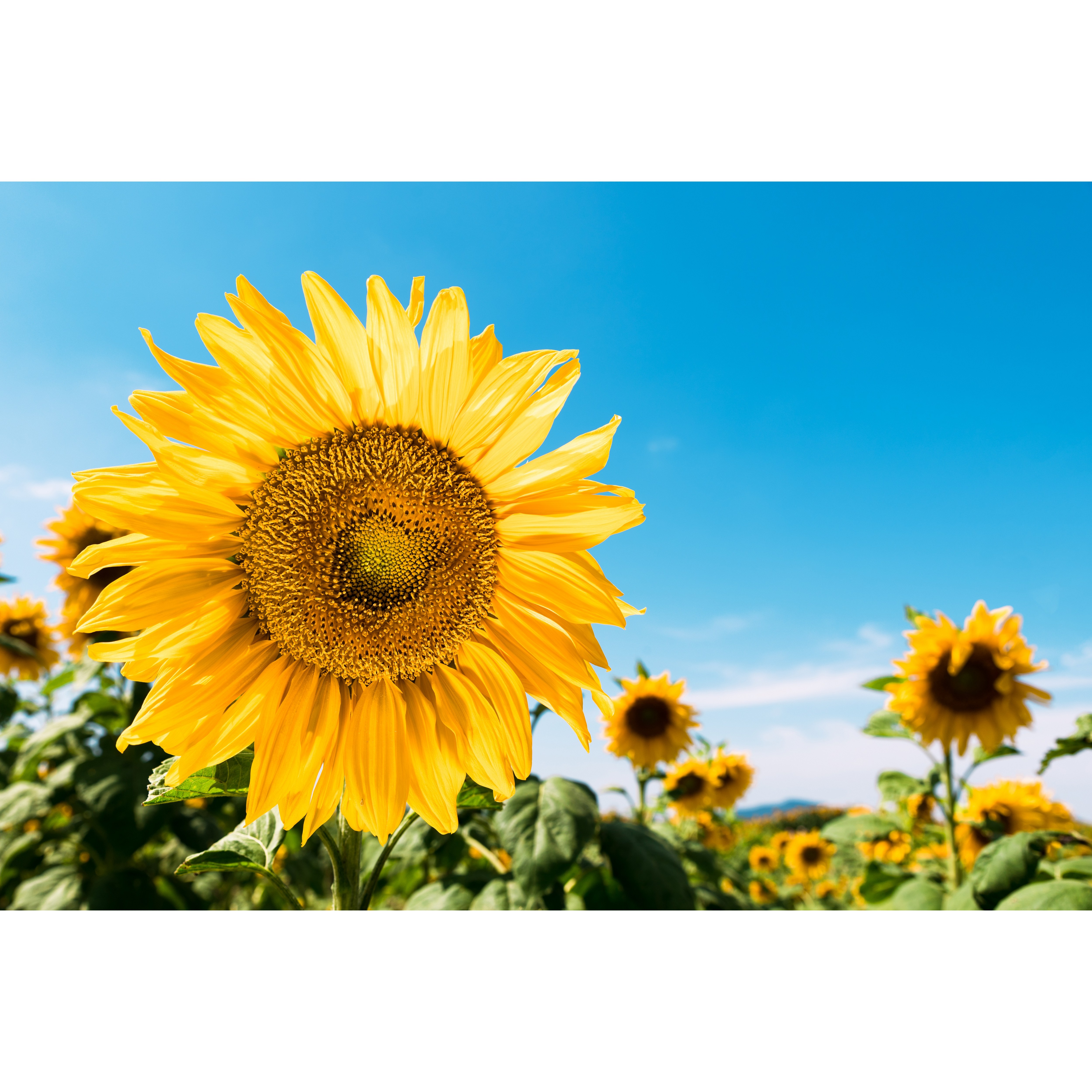 코나 주방아트보드 풍수 재물운 금전운 돈 행운 들어오는 그림 액자 사진 하늘해바라기 29,000원