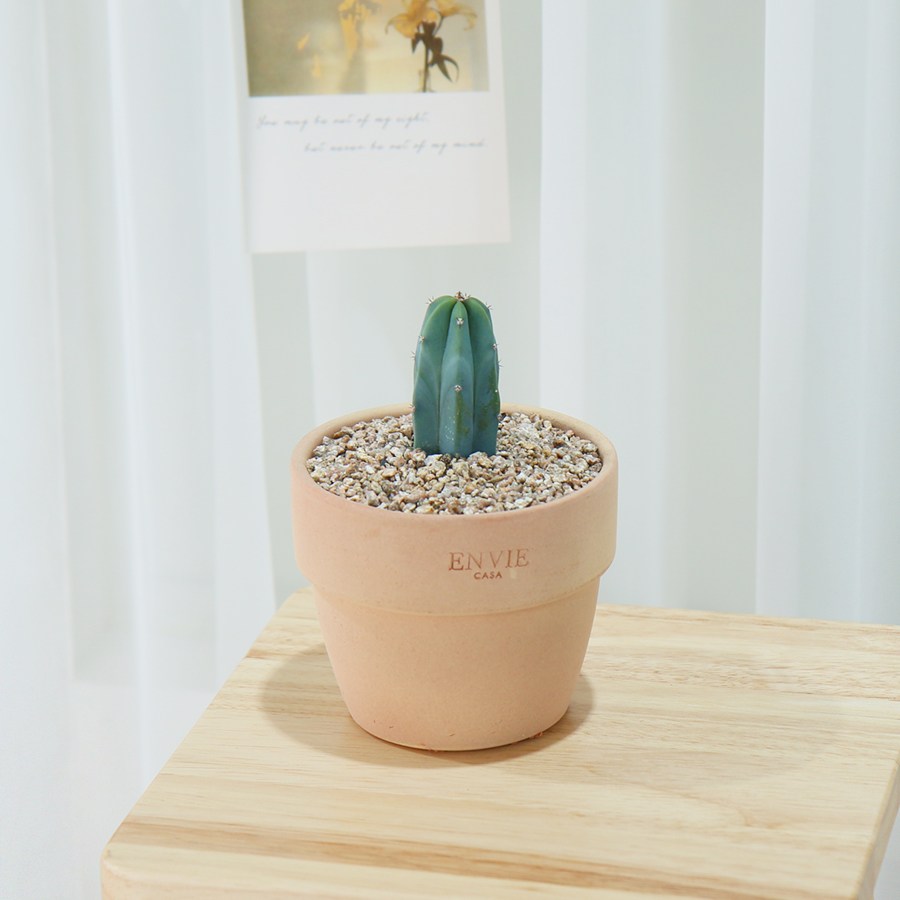 갑조네 다육이토분세트 인테리어 소품 예쁜 다육이식물 7,200원