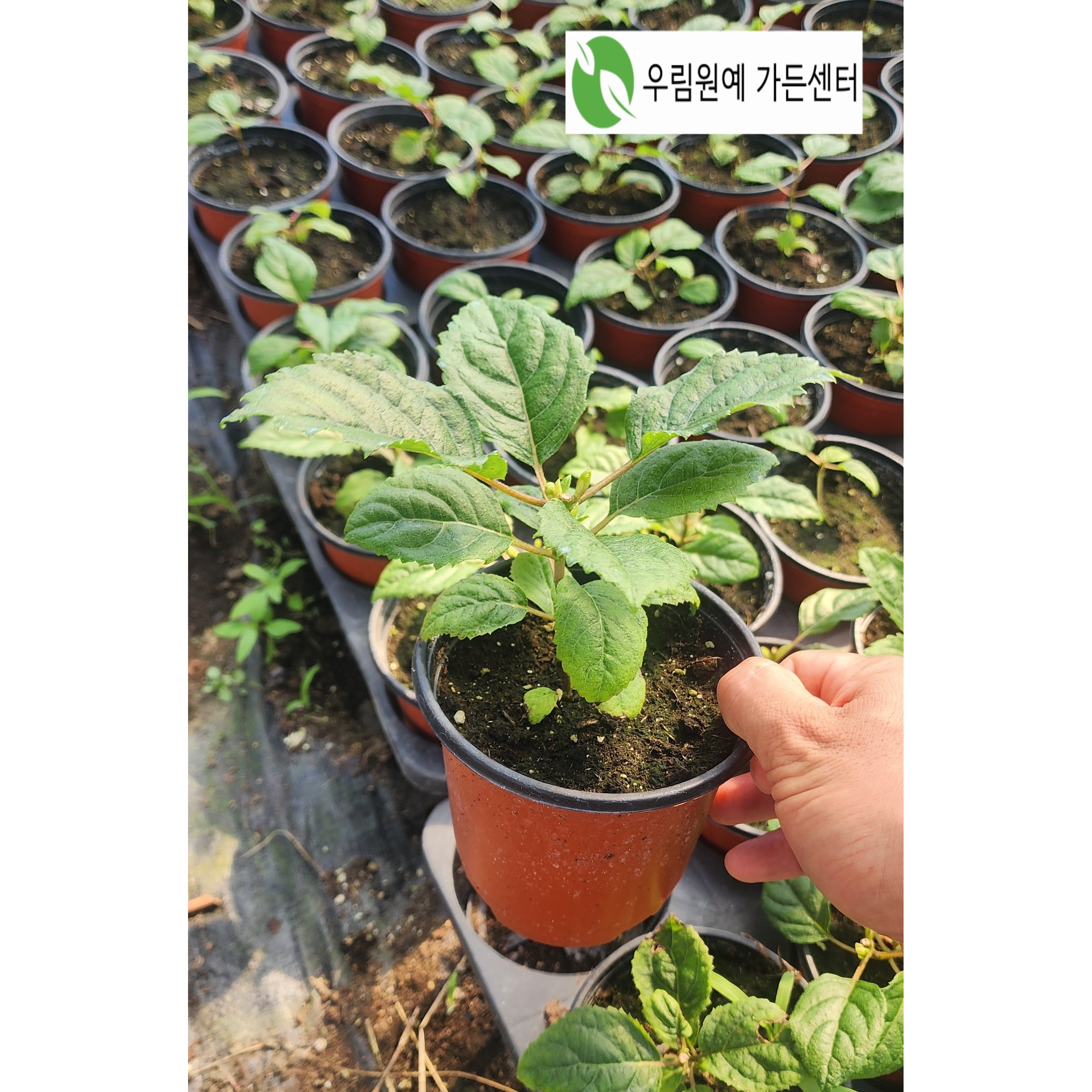 [무료배송] 루비아나벨 목수국 4치포트 29,000원