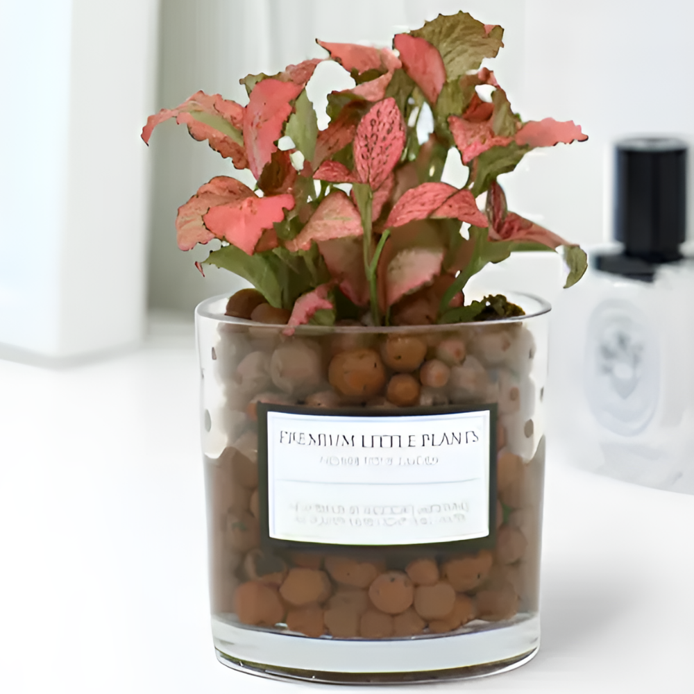 피오그린 천연 가습기 원통유리 하이드로볼 수경세트 공기정화식물 거실인테리어, 1개, 4 레드스타 16,900원