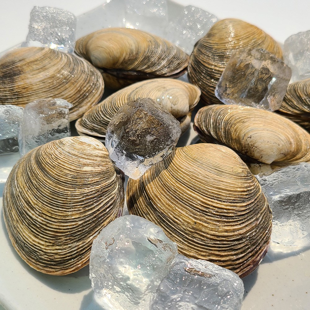 [오늘의바다] 개조개 (대합) 1kg 25,900원